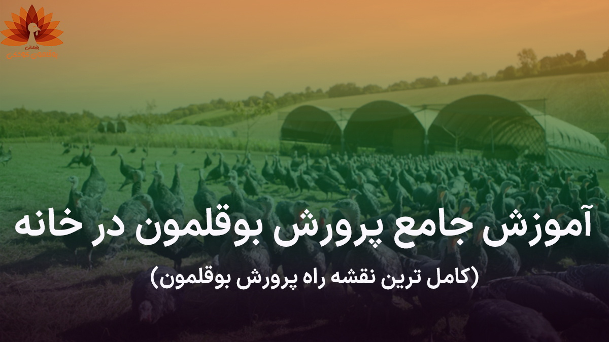 آموزش جامع پرورش بوقلمون در خانه