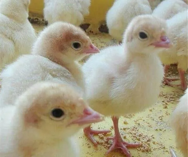 جوجه بوقلمون بیوتی