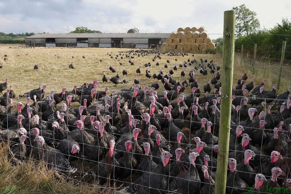 مزرعه بوقلمون