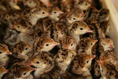 جوجه بوقلمون برنز