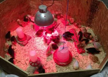 لامپ مادون قرمز