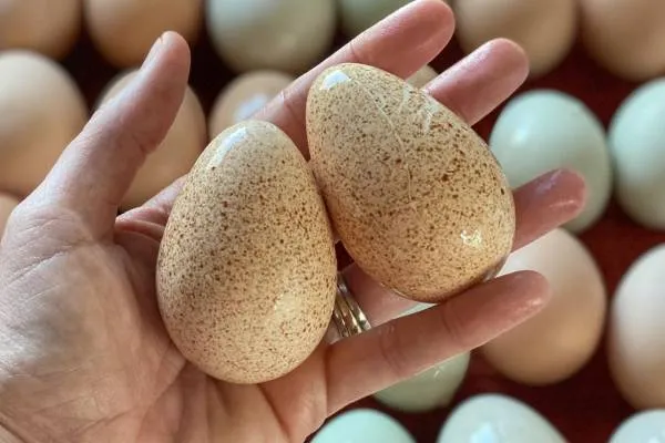 تخم بوقلمون