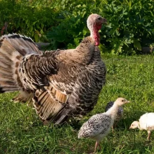 جوجه و بوقلمون