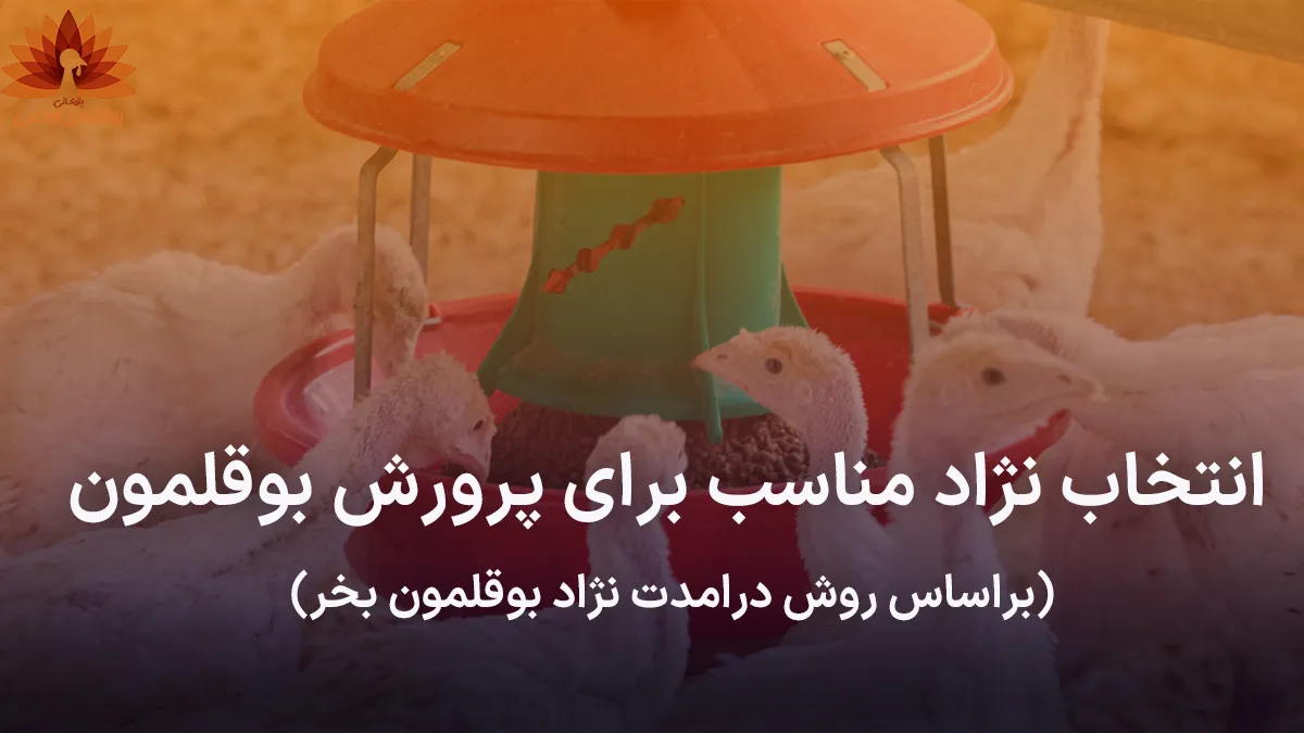 انتخاب نژاد مناسب برای پرورش بوقلمون