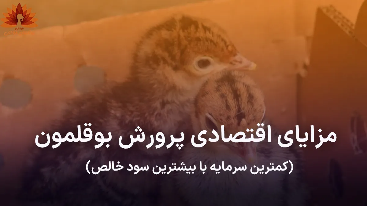 مزایای اقتصادی پرورش بوقلمون