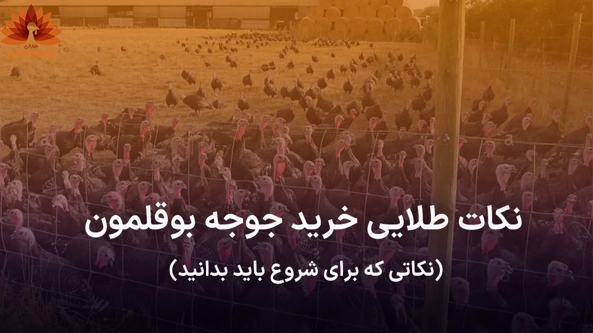 نکات طلایی خرید جوجه بوقلمون