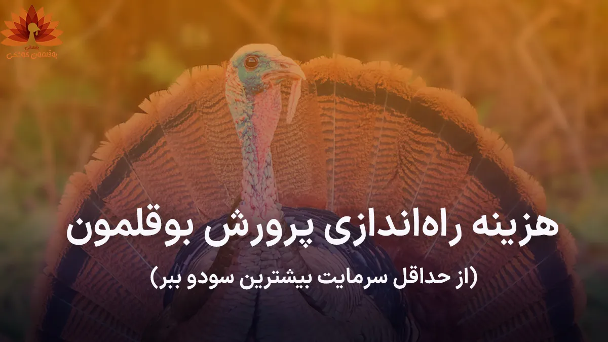 هزینه راه‌اندازی پرورش بوقلمون 