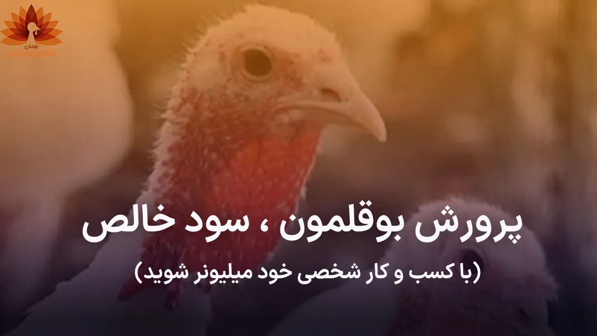 پرورش بوقلمون ، سود خالص