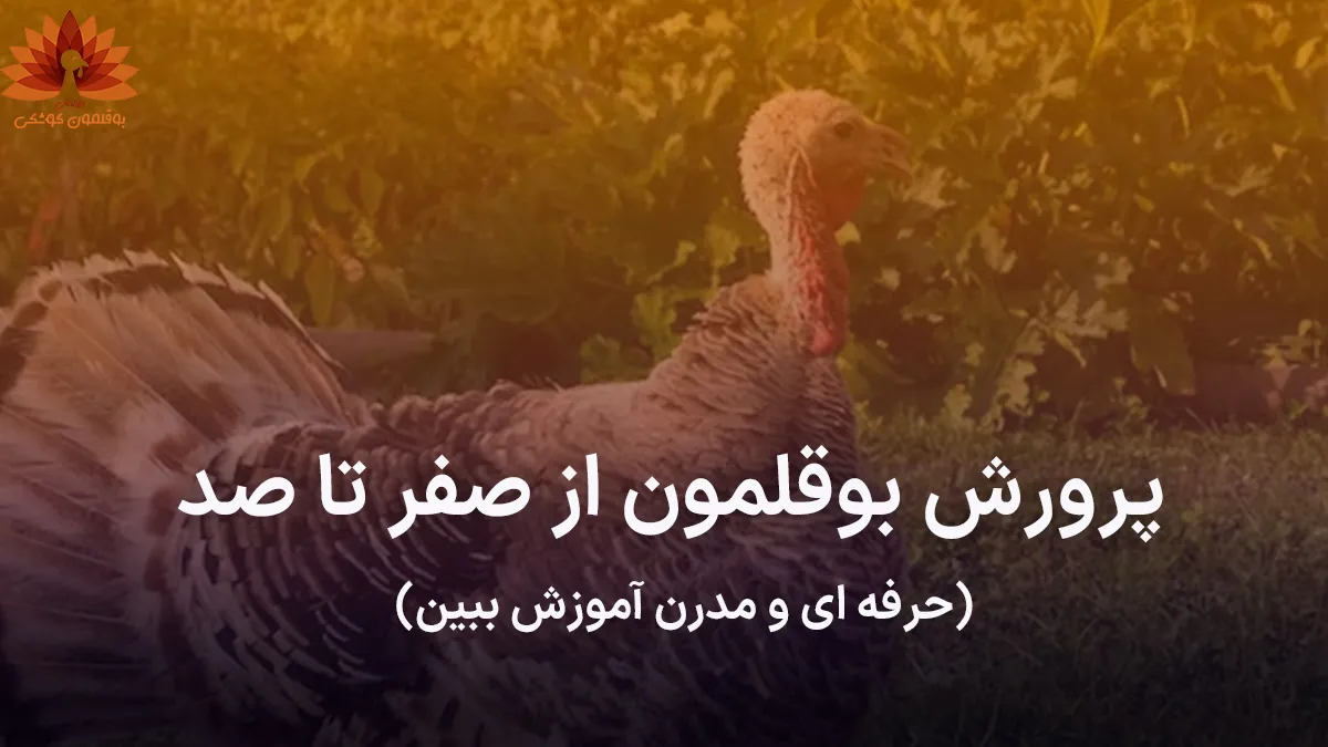 پرورش بوقلمون از صفر تا صد
