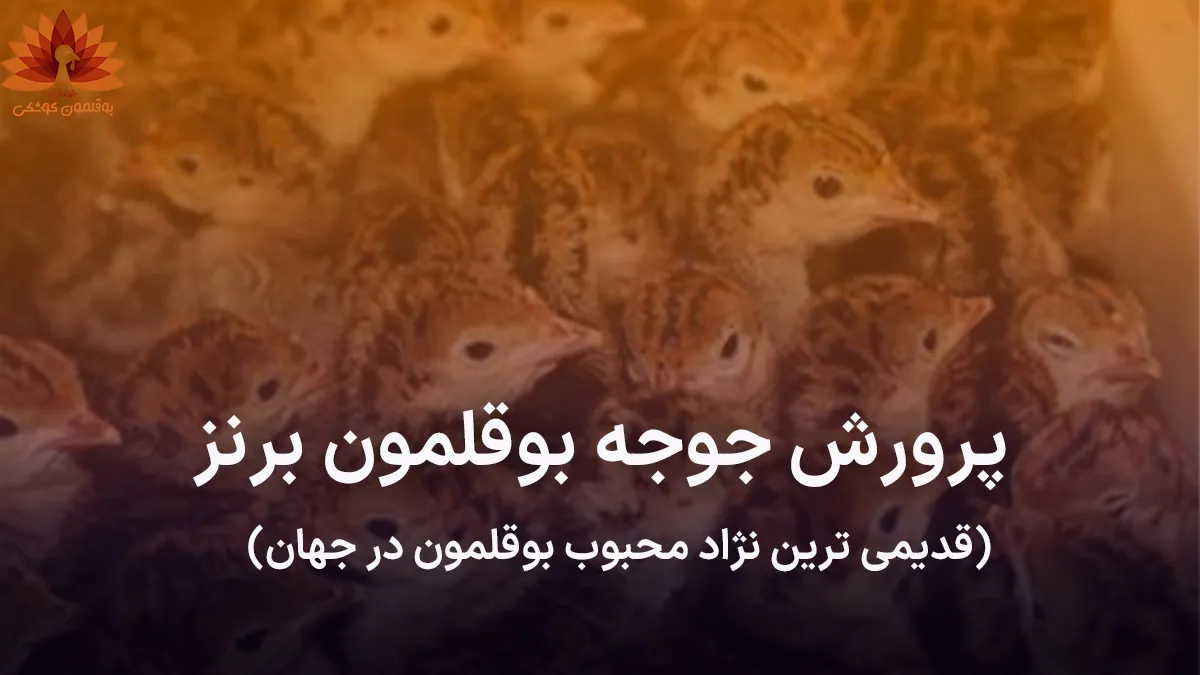 کسب درامد از جوجه بوقلمون برنز