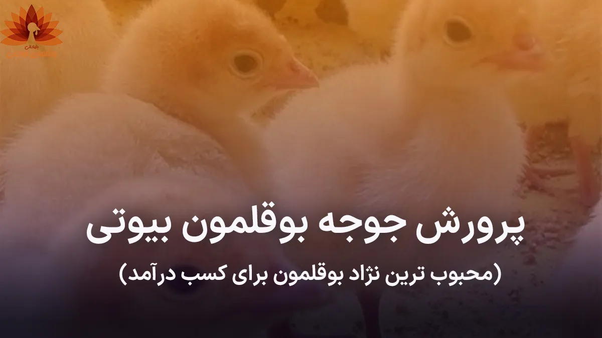 پرورش جوجه بوقلمون بیوتی