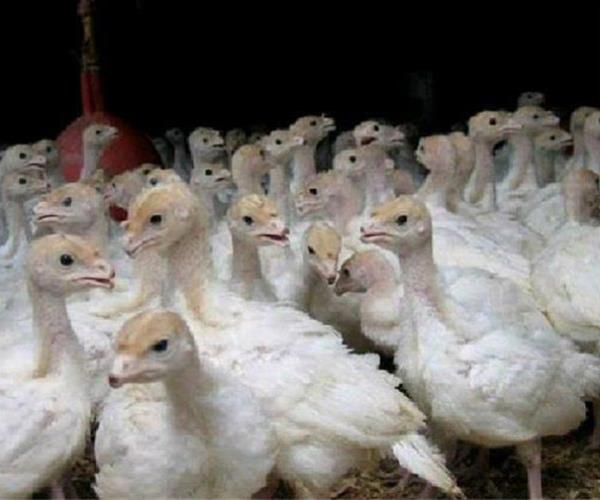 جوجه بوقلمون رویال یک ماهه