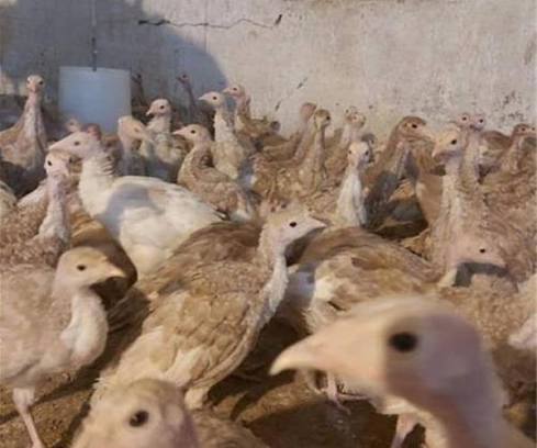 جوجه بوقلمون بوربن یک ماهه