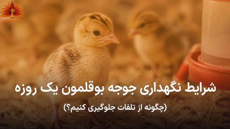 شرایط نگهداری جوجه بوقلمون یک روزه ؛ چگونه از تلفات جلوگیری کنیم؟