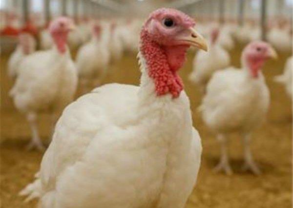 بوقلمون زنده نژاد بیوتی پروار